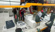 Didim denizlerinde hamsi mesaisi: Ekipler av sahalarını mercek altına aldı