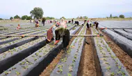 Büyük Menderes Ovası’nda bereket mesaisi: Çilek üreticisi yeni sezon için kolları sıvadı