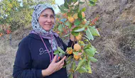 Sarıgöl'ün bereketli bahçelerinden kış sofralarına: Cennet hurması artık cips oldu
