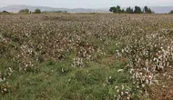 Aydın ovasında pamuk hasadı yağmur engeline takıldı