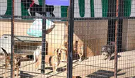 Germencik’te sevgi bekleyen pati sesleri: Onlara kapılarınızı açın