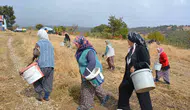 Manisa'nın dağlarından gelen şifa: Kadınların çitlembik mesaisi ekonomiye can veriyor