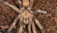 Müze rafında 34 yıl bekledi: Türkiye’nin tarantula haritası değişti