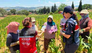 Tütün tarlasında hayat kurtaran ziyaret: Jandarma kadınlara KADES’i anlattı