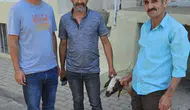 Nazilli sokaklarında kapı kapı dolaşan kuzuya teknolojik takip: Sahibi küpesinden bulundu