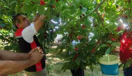 Aydın’ın bereketli topraklarından sofralara: Kiraz hasadında hummalı çalışma
