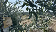 Milas'ta zeytin ağaçlarına "bilimsel dokunuş": Bir yılda meyveye durdular