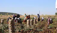 Sandıklı'da toprak altın değerinde: Patates üreticisi bu sezon çifte bayram yaşıyor