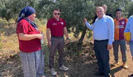 Buldanlı üretici kimyasala veda ediyor: Zeytin bahçelerinde ekolojik dönem