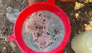 Akhisar ovasında kritik nöbet: Zeytin üreticisi için seferberlik başlatıldı