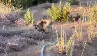 Doğal ortamları küçülen tilkiler yerleşim yerlerini mesken tuttu