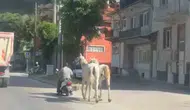 Kütahya trafiğinde şaşkına çeviren görüntü: Motosikletle at taşıdı