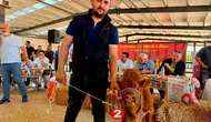 Bolvadin’in minik şampiyonu podyumda: 40 günlük buzağı herkesi kendine hayran bıraktı