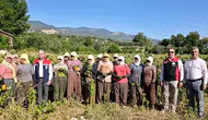 Karacasu tarlalarında hasat mesaisi: Tütün üreticisiyle sahaya indiler