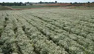 Denizli’nin altın sarısı hasadı: Dünya kekik üretiminin merkezinde ilk orak vuruldu