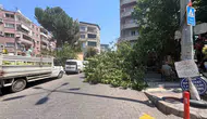 Aydın'da korkutan anlar: Yarım asırlık ağaç park halindeki araçları ezdi