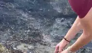 Pamukkale'deki yangın felaketinde duygulandıran anlar: Alevlerden kurtarılan kaplumbağaya şefkat eli
