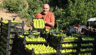 Turgutlu'nun yediveren incirinde fiyat dalgalanması: Hasat sonu bereketi