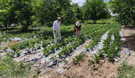Kütahya tarımında verim yüzleri güldürecek: Nohut ve barbunyada hasat beklentisi netleşti