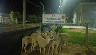 Koçarlı'da koyun hırsızlığına jandarma darbesi: 8 hayvan sahibine kavuştu