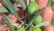Didimli zeytin üreticilerine kritik uyarı: Hasat öncesi sinek alarmı