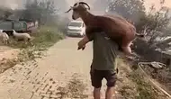 Alevlerin arasından can dostuna siper oldu: Sırtında taşıyarak kurtardı