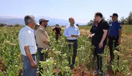 Karacasu’da tütün tarlasında mesai: Kaymakam Battal üreticinin yanında