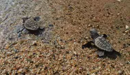 Ege’nin Kumsallarında Yeni Nesil: 504 Caretta Caretta Denizle Buluştu