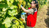 Manisa’da 7 İlçede Organik Üzüm Mesaisi: Bağlardan Laboratuvara Uzanan Titiz Takip