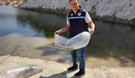 Soma’nın suları bereketleniyor: 250 bin sazan yavrusu doğaya bırakıldı
