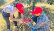Salihli’de Zeytin Üreticilerine Üç Günlük Kritik İlaçlama Mesaisi