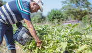 Kuşadası’nda toprak bereketi sofralara uygun fiyatla taşınıyor