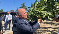 Aydın incirine 100 milyonluk bilimsel kalkan: Ar-Ge merkezi kuruluyor