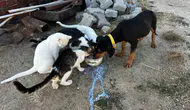 Bahçesinde Büyüttüğü Kedi ve Köpeklerden İnsanlık Dersi: "Kavgasız Bir Dünya Mümkün"