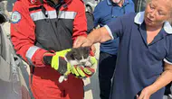 Menteşe'de yürekleri ağza getiren kedi kurtarma operasyonu