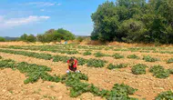 Dazkırı’da tarımsal dönüşüm mesaisi: Çiftçinin yeni rotası barbunya ve tütün