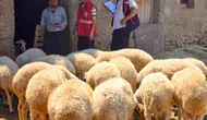 Afyonkarahisar'da hayvancılıkta verim artışı için kritik adım: Sürüler tek tek kayıt altına alınıyor