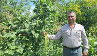 Manisa'nın bereketli yaylalarında hasat zamanı: Börülce üreticisi kazancından memnun