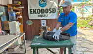 Söke’de tesadüfen bulundu: Doğanın nadir misafiri emin ellerde