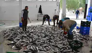 Muğla’nın İhracatında Rekor Temmuz: Dış Ticaret Dengesinde 3,6 Kat Fark