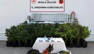 Bodrum'da zehir tacirlerine jandarma darbesi: Evini laboratuvara çevirmiş