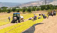 Buldanlı üreticiden Ankara'ya acil çağrı: Üzüm piyasasında oyun bozulmalı