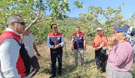 Yenipazar’da hummalı hasat mesaisi: Antepfıstığında bölgenin kalbi atıyor