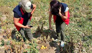 Afyonkarahisar'da patates tarlalarında kritik denetim mesaisi
