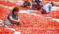 Torbalı tarlalarında kırmızı altın bereketi: Emekçiler dünya sofraları için ter döküyor