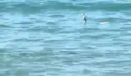 Çeşme’de Deniz Keyfi Yılana Takıldı: Sığ Suda Yüzen Sürüngen Tatilcileri İkiye Böldü