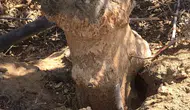 Sarıgöl'de Zeytin ve İnciri Tehdit Eden Fare İstilasına Zehirli Önlem
