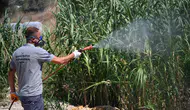 Kuşadası’nda yaz mesaisi: Haşerelere karşı 7/24 koruma kalkanı