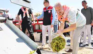 Menemen'de hasat vakti: Toprağın bereketi bu yıl rekor getirdi