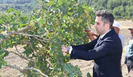 Manisa'da hasat heyecanı: Selendi fıstığı tescil yolunda